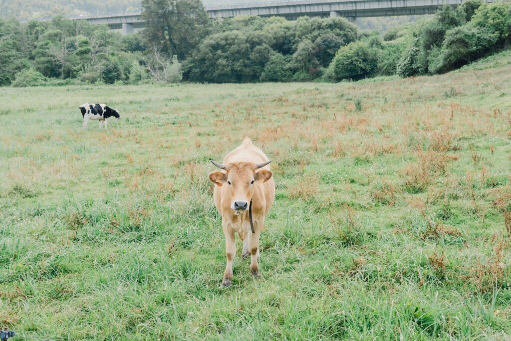 A cow in a pasture in Spain